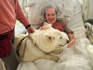 Švýcarský ovčák Amor miluje lidi a je teď tím nejočekávanějším návštěvníkem nemocnice