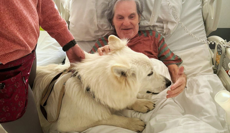 Švýcarský ovčák Amor miluje lidi a je teď tím nejočekávanějším návštěvníkem Stodské nemocnice