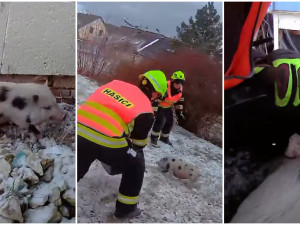 VIDEO: Uprchlá selata pořádně prohnala hasiče, jeden čuník se všem pastem úspěšně vyhýbal