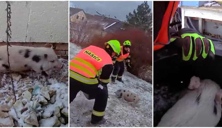 VIDEO: Uprchlá selata pořádně prohnala hasiče, jeden čuník se jejich pastem úspěšně vyhýbal