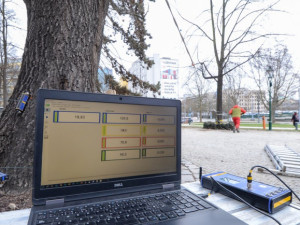 Rozložitý dub před budovou západočeského muzea se kácet nebude. Testy prokázaly jeho stabilitu