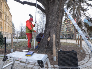 Rozložitý dub před budovou západočeského muzea se kácet nebude. Testy prokázaly jeho stabilitu