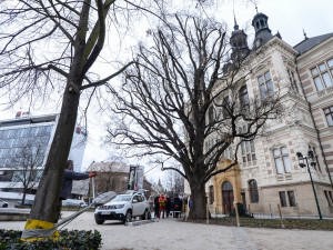Rozložitý dub před budovou západočeského muzea se kácet nebude. Testy prokázaly jeho stabilitu