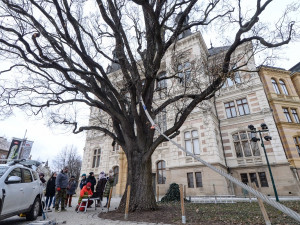Rozložitý dub před budovou západočeského muzea se kácet nebude. Testy prokázaly jeho stabilitu