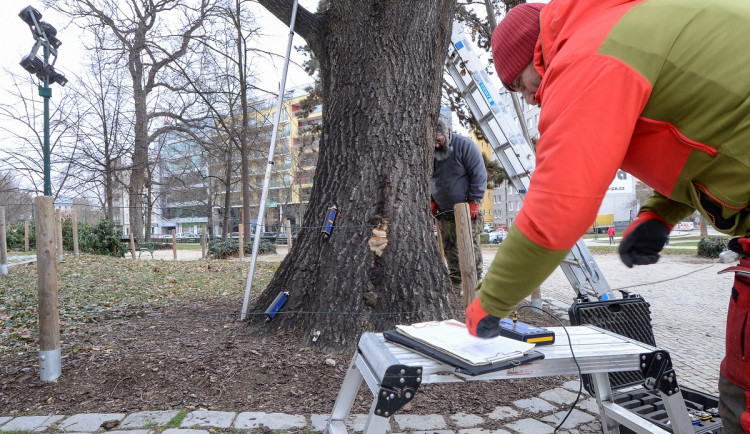 Rozložitý dub před budovou západočeského muzea se kácet nebude. Testy prokázaly jeho stabilitu