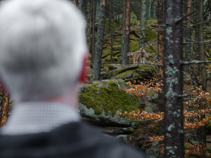 Prezident vyrazil ostrým tempem do prudkého kopce k výběhu se šumavskými vlky. Viděl jich 11 ze 13