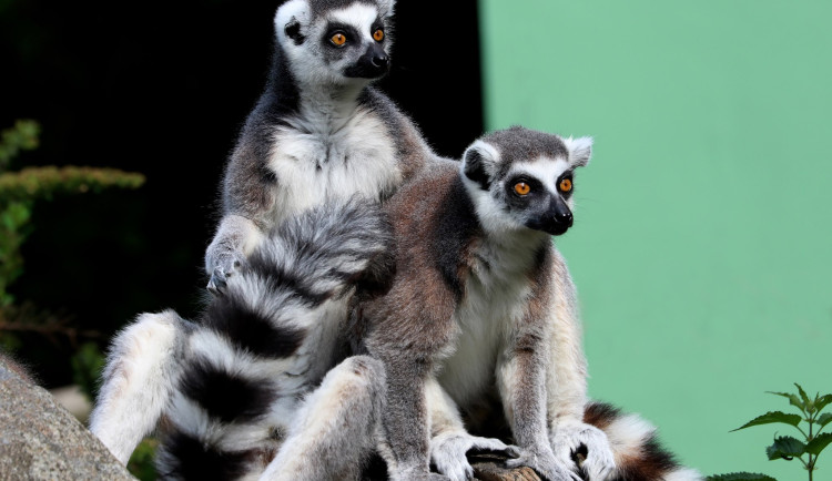 Nekrmte naše zvířata, prosí zoologické zahrady. V Plzni lidé utrápili klokana a dokonce cpali lemurům sladkosti