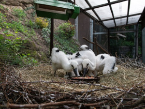 Slavná záchranná stanice živočichů chystá existenčně důležitou rekonstrukci a rozšíření léčebného areálu