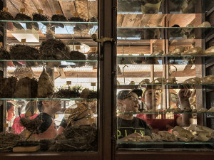 Slavná záchranná stanice živočichů chystá existenčně důležitou rekonstrukci a rozšíření léčebného areálu