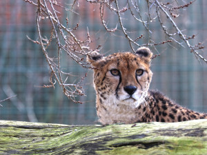 Gepardí samec Khalid už nebude sám, chovatelé získali dvě samice z francouzské Zoo La Palmyre