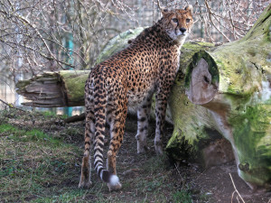Gepardí samec Khalid už nebude sám, chovatelé získali dvě samice z francouzské Zoo La Palmyre