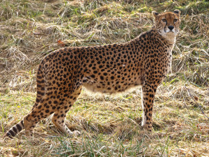 Gepardí samec Khalid už nebude sám, chovatelé získali dvě samice z francouzské Zoo La Palmyre