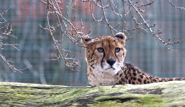 Gepardí samec Khalid už nebude sám, chovatelé získali dvě samice z francouzské Zoo La Palmyre