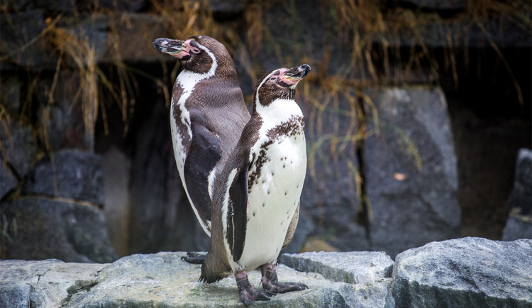 V zoologické zahradě chtějí více zapojit do dění dobrovolníky