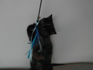 Zoufalé mňoukání kotěte se z trubky ozývalo několik dní, zvířete se po vyproštění ujal jeden z hasičů