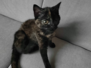 Zoufalé mňoukání kotěte se z trubky ozývalo několik dní, zvířete se po vyproštění ujal jeden z hasičů