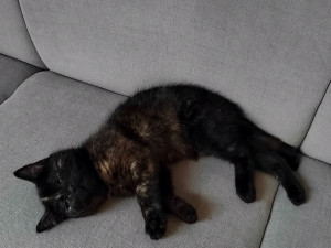 Zoufalé mňoukání kotěte se z trubky ozývalo několik dní, zvířete se po vyproštění ujal jeden z hasičů