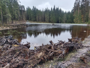Nádrž v údolí Lesního potoka u přírodní památky „Na Kolmu“.