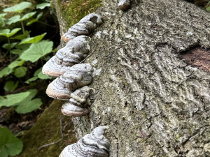 Obrovský význam odumřelého dřeva pro přírodu bude letos Národní park Šumava vysvětlovat v programech pro veřejnost