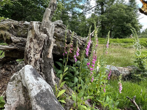 Obrovský význam odumřelého dřeva pro přírodu bude letos Národní park Šumava vysvětlovat v programech pro veřejnost