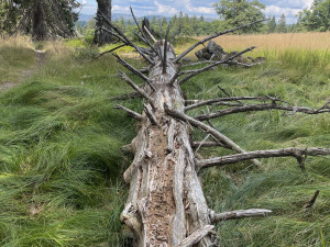 Obrovský význam odumřelého dřeva pro přírodu bude letos Národní park Šumava vysvětlovat v programech pro veřejnost