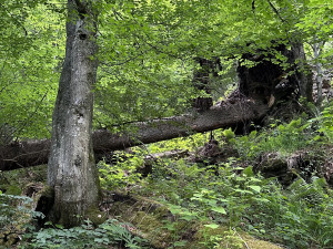 Obrovský význam odumřelého dřeva pro přírodu bude letos Národní park Šumava vysvětlovat v programech pro veřejnost