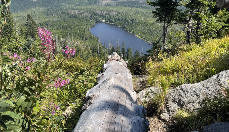 Obrovský význam odumřelého dřeva pro přírodu bude letos Národní park Šumava vysvětlovat v programech pro veřejnost