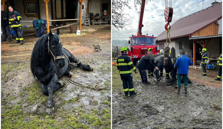 FOTO: Kůň upadl a nedokázal se sám zvednout, znovu na nohy ho postavili hasiči s jeřábem
