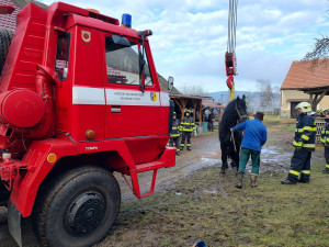Kůň upadl a nedokázal se zvednout, znovu na nohy ho postavili hasiči s jeřábem