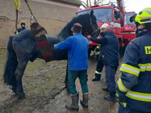 Kůň upadl a nedokázal se zvednout, znovu na nohy ho postavili hasiči s jeřábem