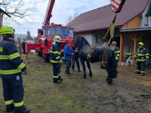 Kůň upadl a nedokázal se zvednout, znovu na nohy ho postavili hasiči s jeřábem