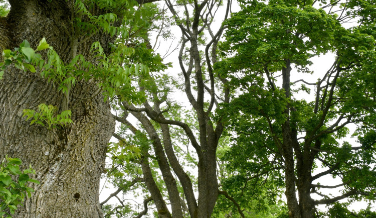 Nejoblíbenější alej v kraji roste v Příchovicích. Bodovalo i Frýdlantsko