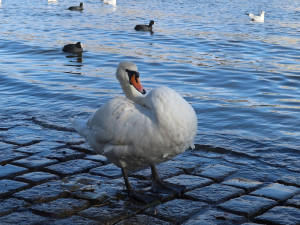 Pokroucené krky mají i dvě labutě v Praze na Vltavě