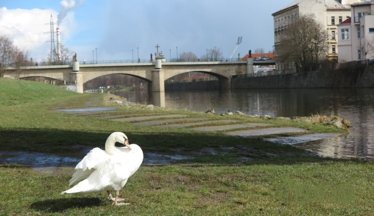 Experti zjišťují, zda se některým labutím nepřirozeně kroutí krky do esovitého tvaru v důsledku otravy olovem