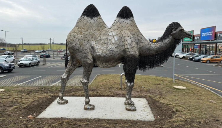 Kovová socha velbloudice způsobila pořádný poprask v Plzni. Mnozí lidé netuší, že ji má město ve znaku