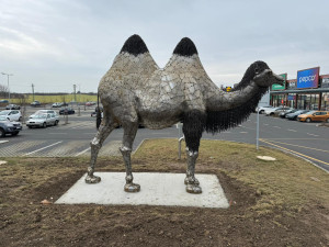 Kovová socha velbloudice způsobila pořádný poprask v Plzni. Mnozí lidé netuší, že ji má město ve znaku
