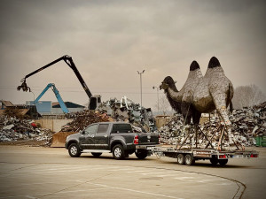 Transport velbloudice