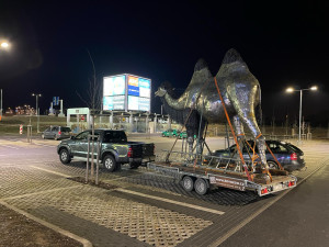 Transport velbloudice