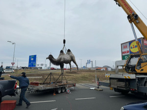 Umístění velbloudice v Plzni