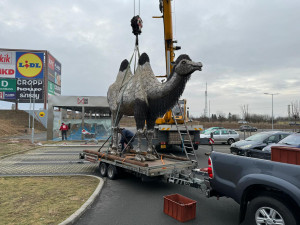 Umístění velbloudice v Plzni