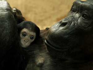 Návštěvníci plzeňské zoo už mohou obdivovat mládě šimpanze. Prosíme o ohleduplnost, apeluje zahrada