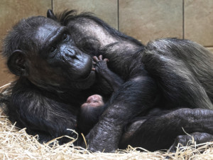 Návštěvníci plzeňské zoo už mohou obdivovat mládě šimpanze, prosíme o ohleduplnost, apeluje zahrada