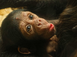 Návštěvníci plzeňské zoo už mohou obdivovat mládě šimpanze, prosíme o ohleduplnost, apeluje zahrada