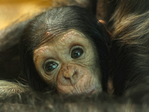 Návštěvníci plzeňské zoo už mohou obdivovat mládě šimpanze, prosíme o ohleduplnost, apeluje zahrada
