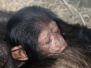 Návštěvníci plzeňské zoo už mohou obdivovat mládě šimpanze, prosíme o ohleduplnost, apeluje zahrada