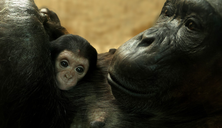 Návštěvníci plzeňské zoo už mohou obdivovat mládě šimpanze, prosíme o ohleduplnost, apeluje zahrada