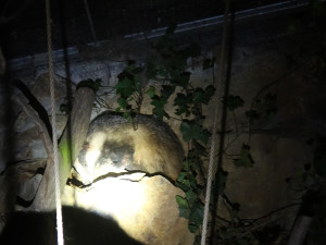 VIDEO: Zraněný jezevec se zatoulal do skateparku, naháněli ho strážníci spolu s hasiči