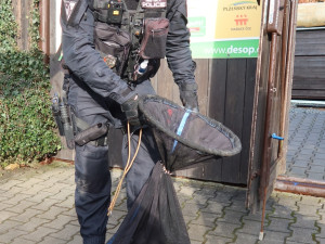 VIDEO: Zraněný jezevec se zatoulal do skateparku, naháněli ho strážníci spolu s hasiči