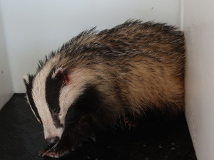 VIDEO: Zraněný jezevec se zatoulal do skateparku, naháněli ho strážníci spolu s hasiči