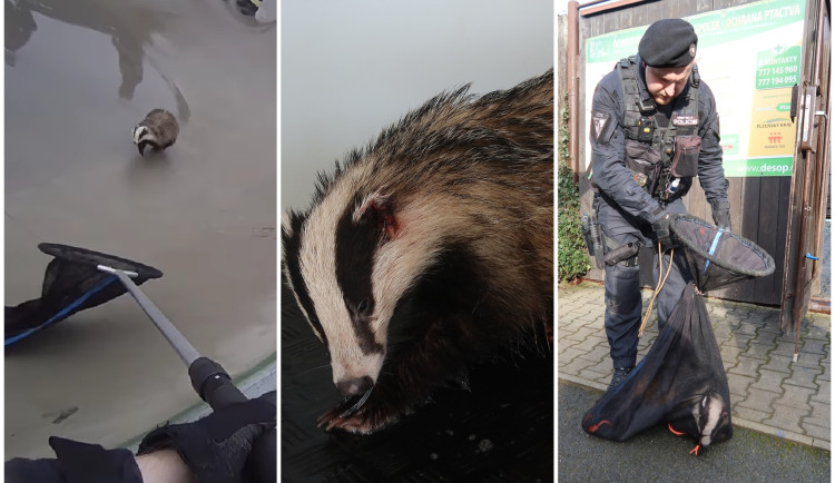 VIDEO: Zraněný jezevec se zatoulal do skateparku, naháněli ho strážníci spolu s hasiči
